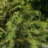 Picea morrisonicola -- Taiwan-Fichte